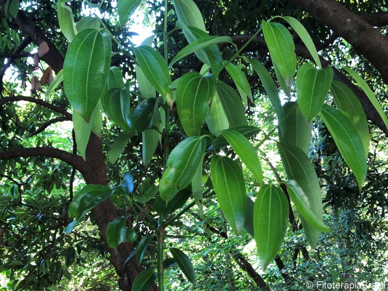 Cinnamomum zeylanicum