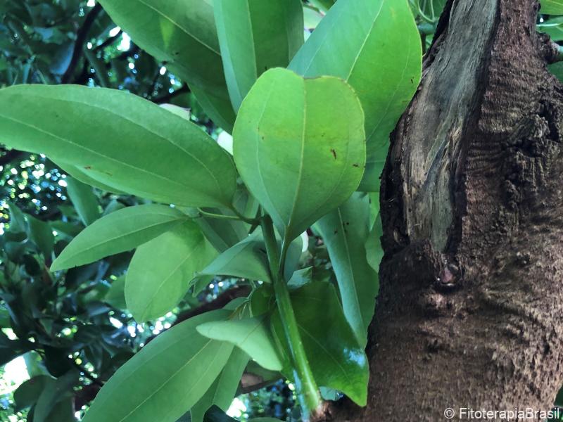 Cinnamomum zeylanicum