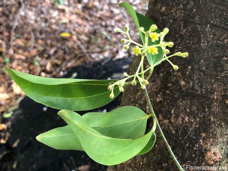 Cinnamomum zeylanicum