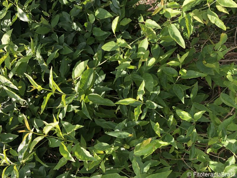 Pfaffia paniculata