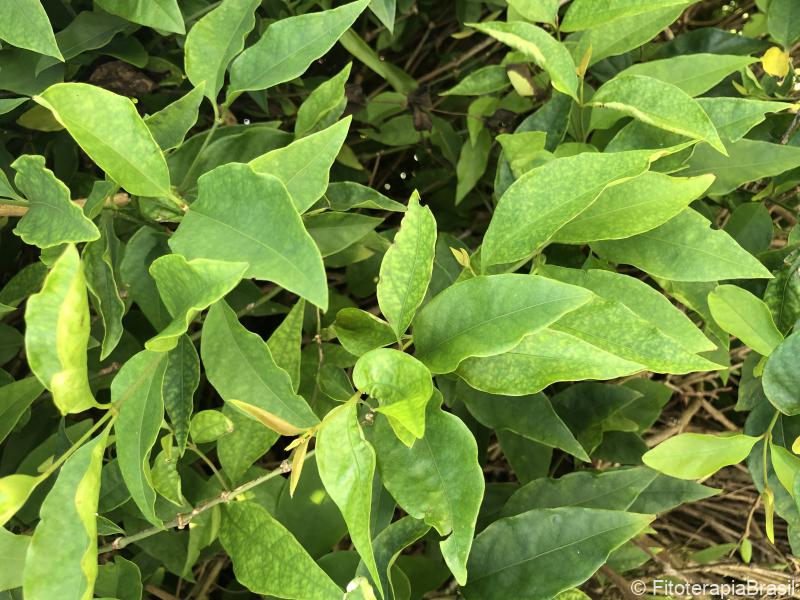 Pfaffia paniculata