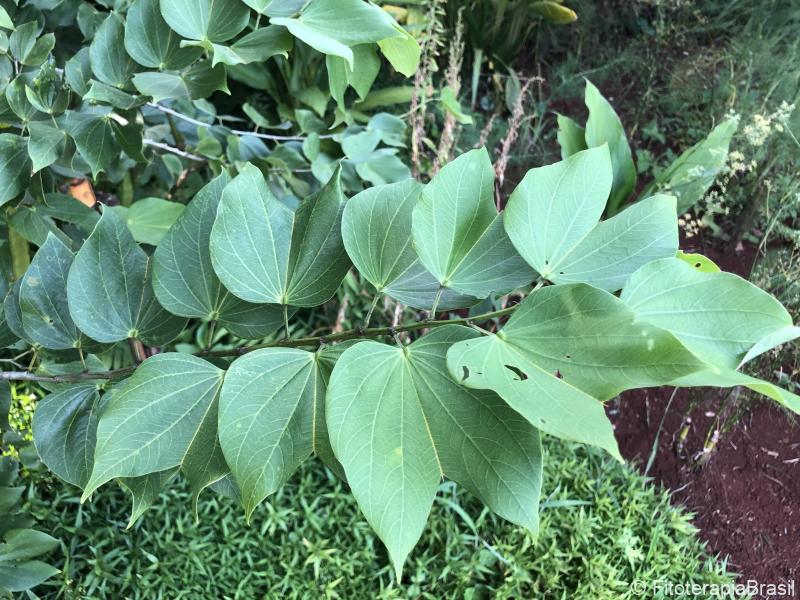 Bauhinia forficata