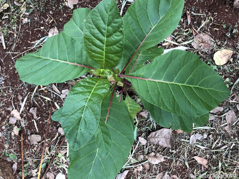 Cinchona officinalis
