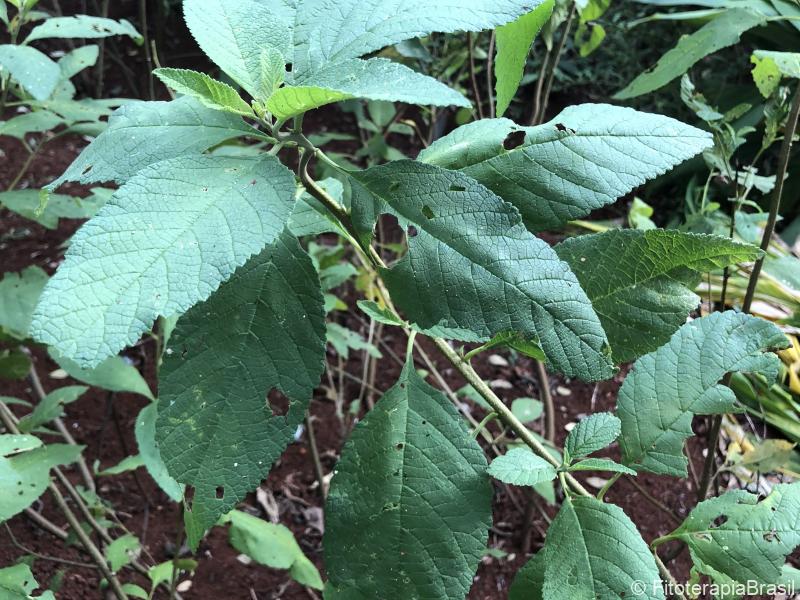 Cordia verbenacea