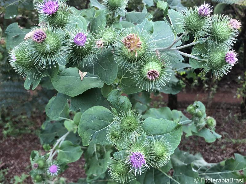 Arctium lappa