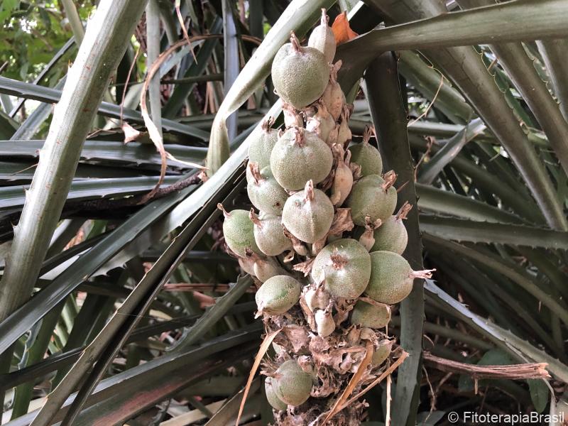 Bromelia antiacantha