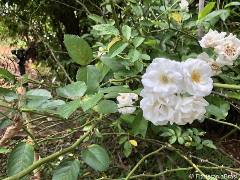 Rosa alba