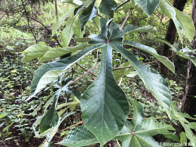Cecropia pachystachya
