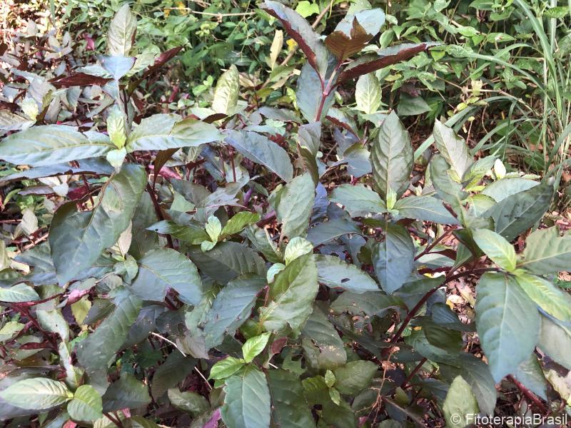 Alternanthera brasiliana