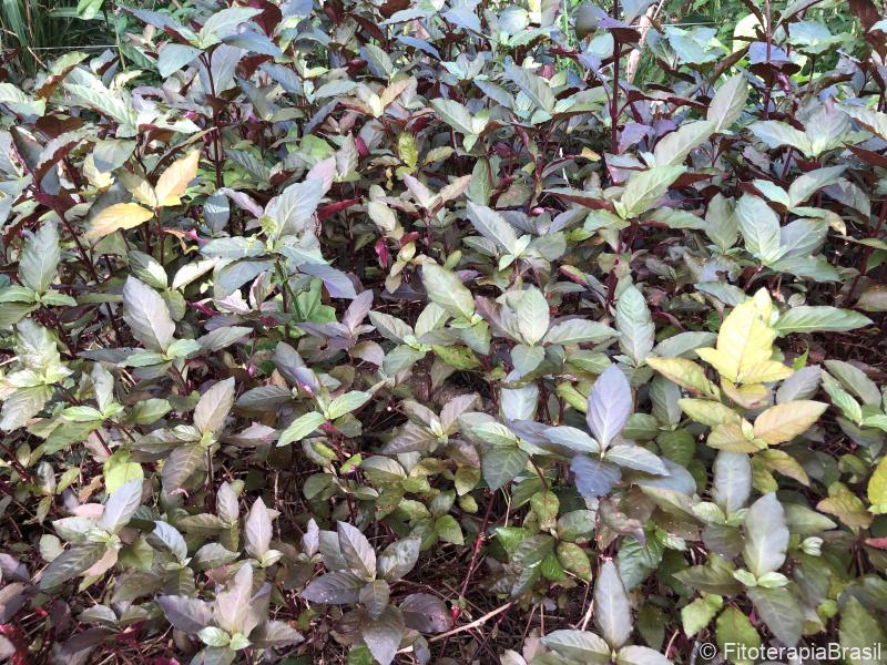 Alternanthera brasiliana