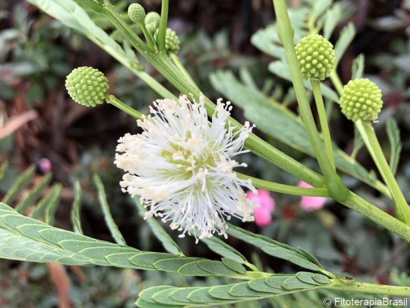 Anadenanthera colubrina