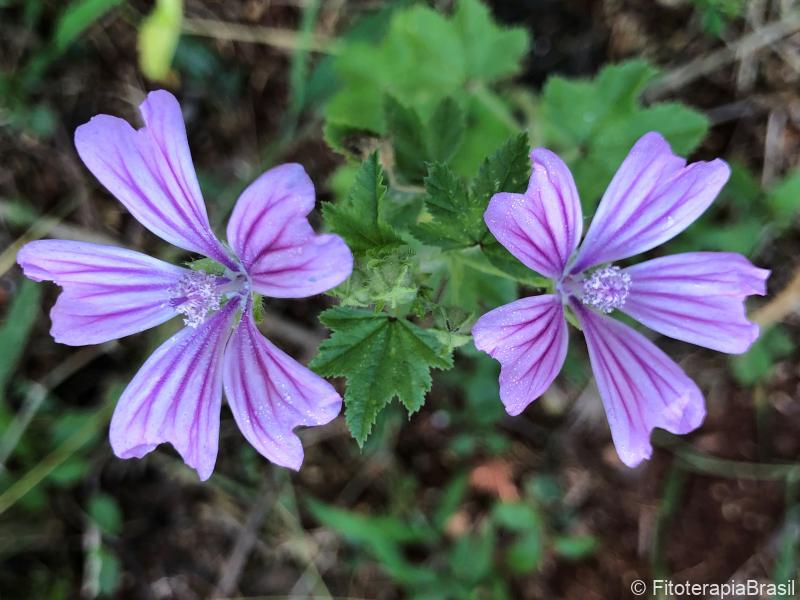 Malva sylvestris