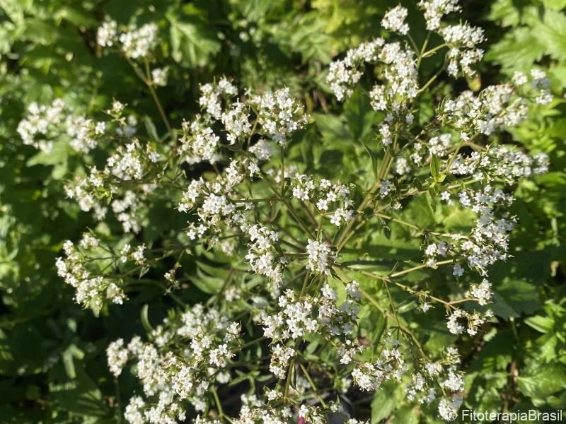 Valeriana officinalis