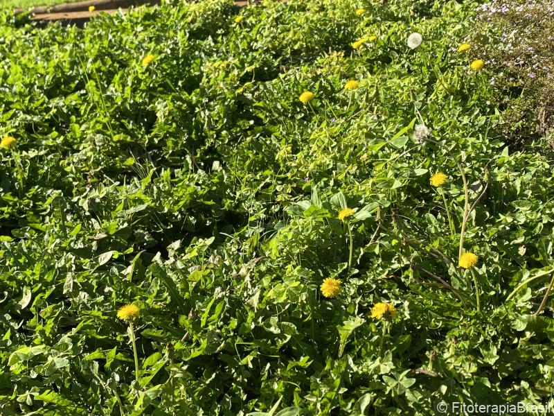 Taraxacum officinale
