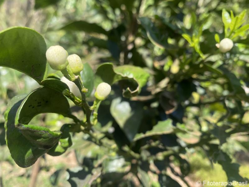 Citrus aurantium