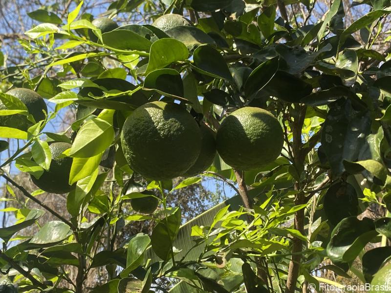 Citrus aurantium