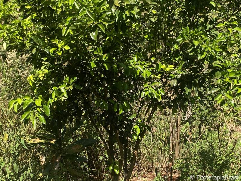 Citrus aurantium