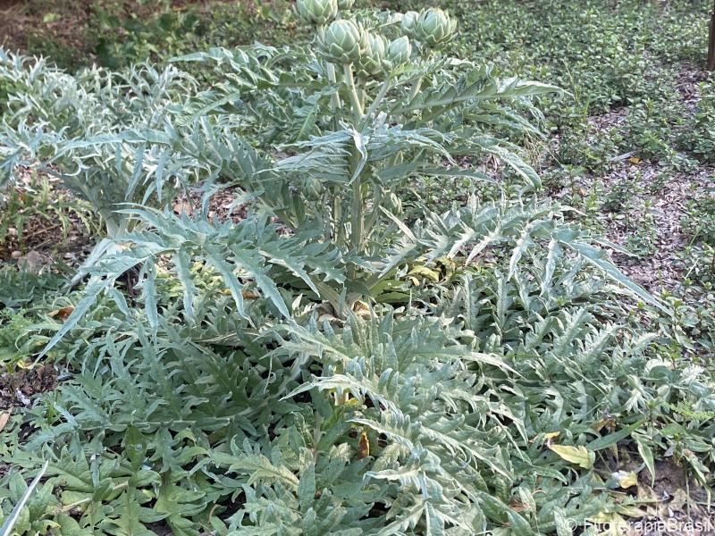 Cynara cardunculus