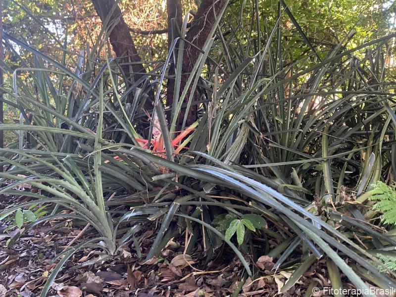 Bromelia anticantha