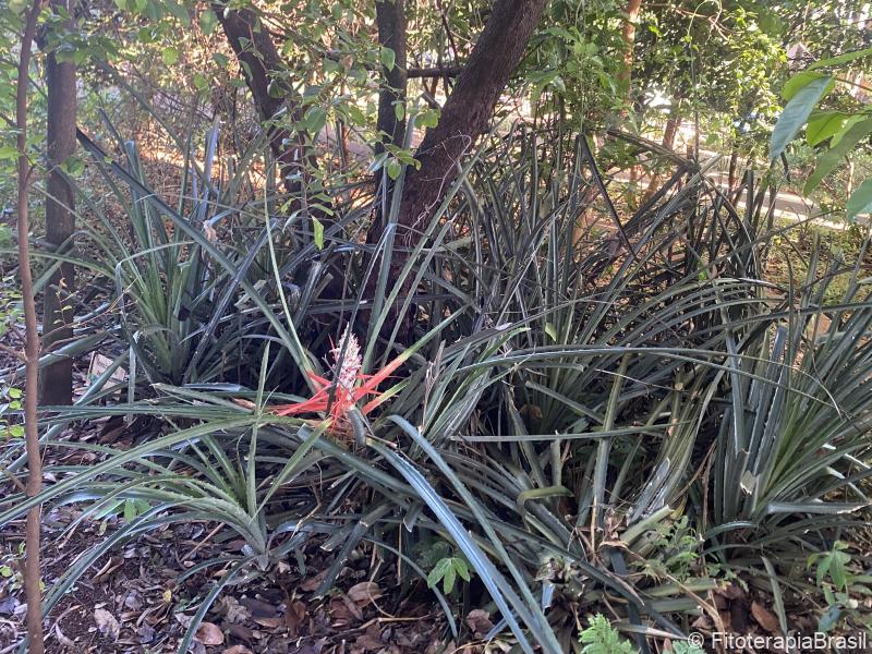 Bromelia anticantha