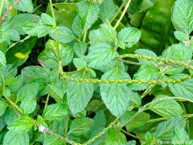 Stachytarpheta cayennensis