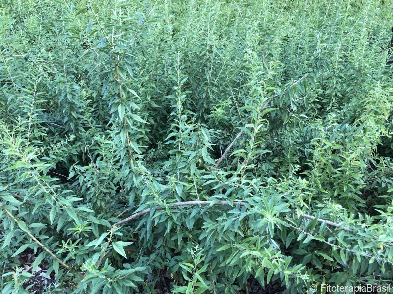 Aloysia polystachya