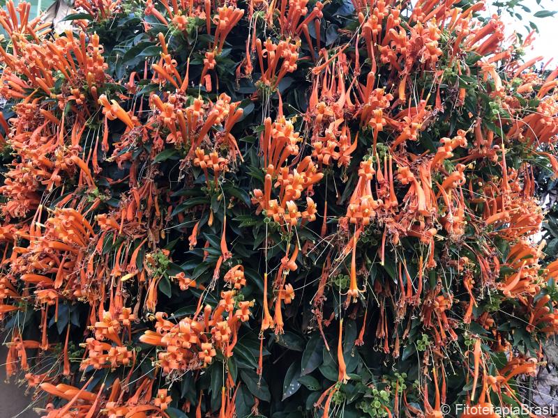 Pyrostegia venusta