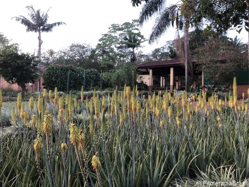 Aloe vera