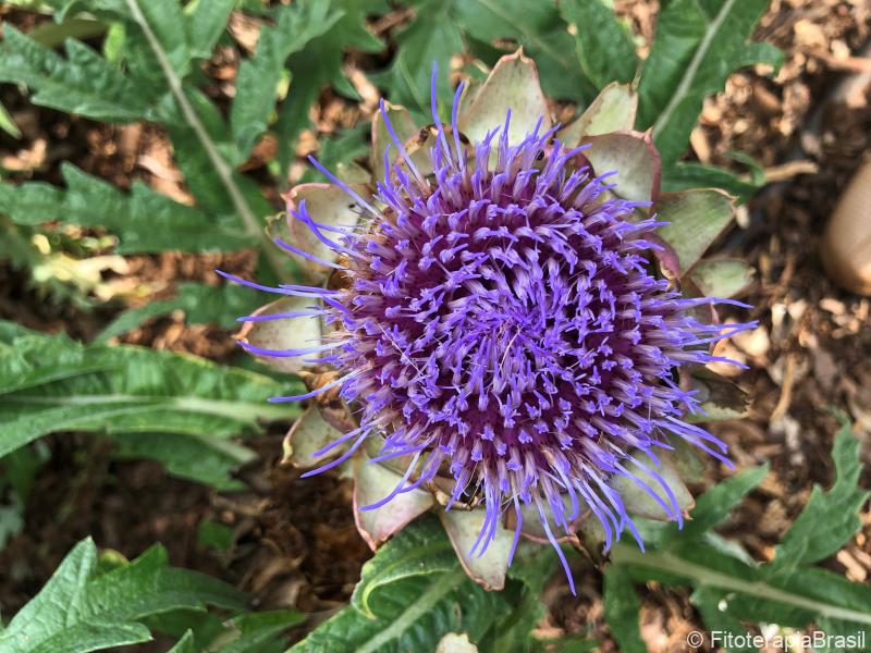 Flor