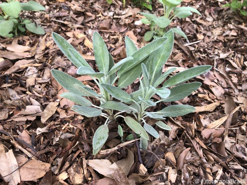 Salvia officinalis