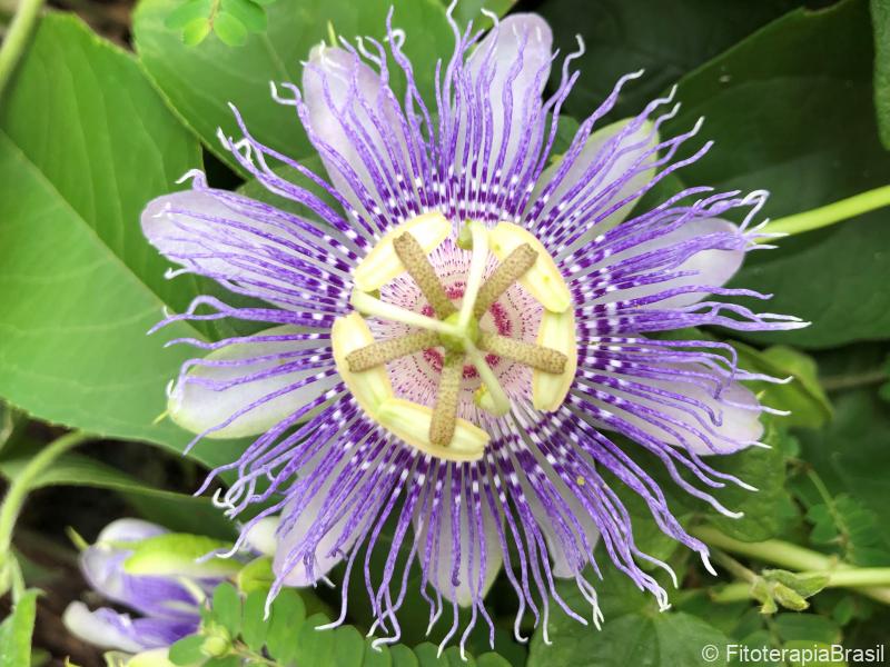 Passiflora incarnata