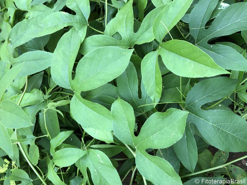 Passiflora incarnata