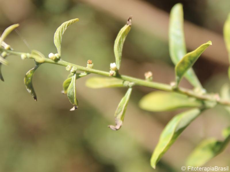 Aloysia polystachya