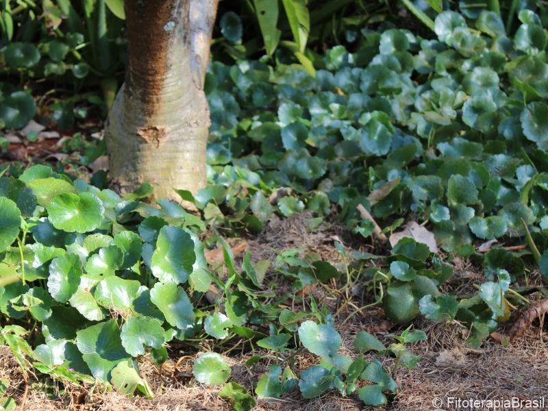 Hydrocotyle umbellata