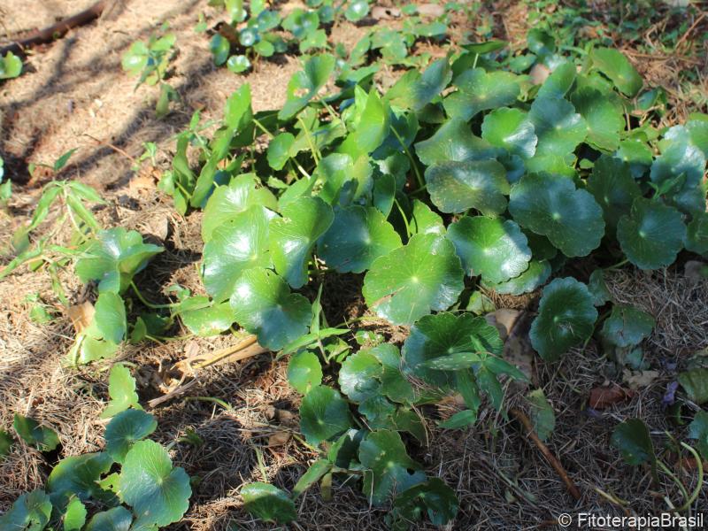 Hydrocotyle umbellata