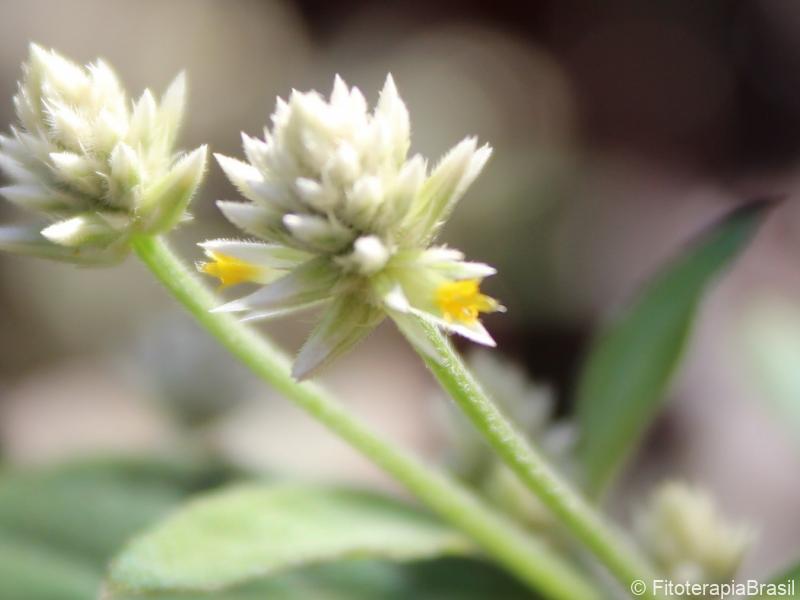 Alternanthera brasiliana
