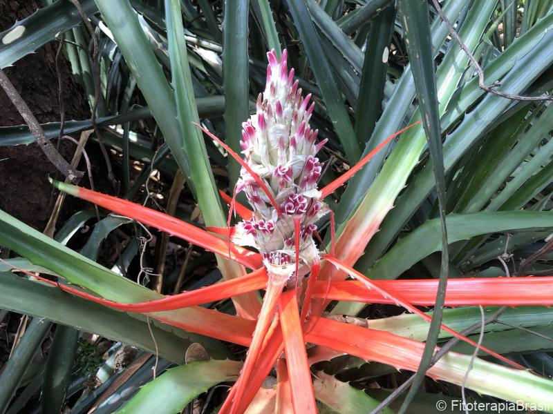 Bromelia antiacantha