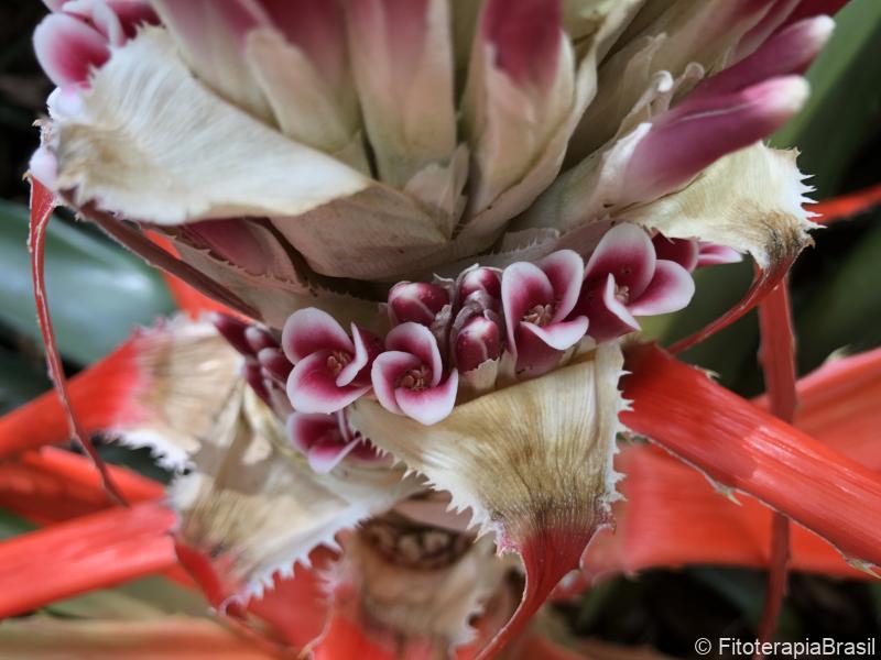 Bromelia antiacantha