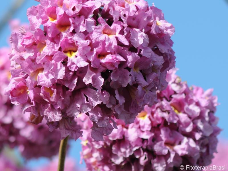 Flores