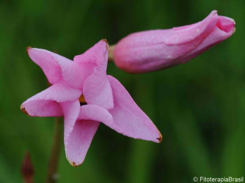 Flor
