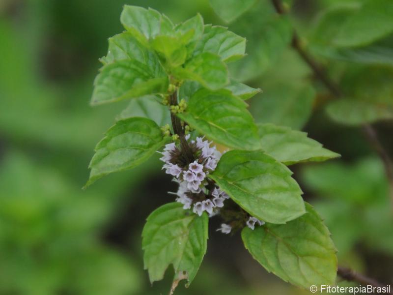 Mentha x piperita