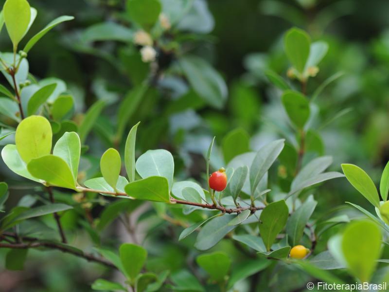 Eugenia punicifolia