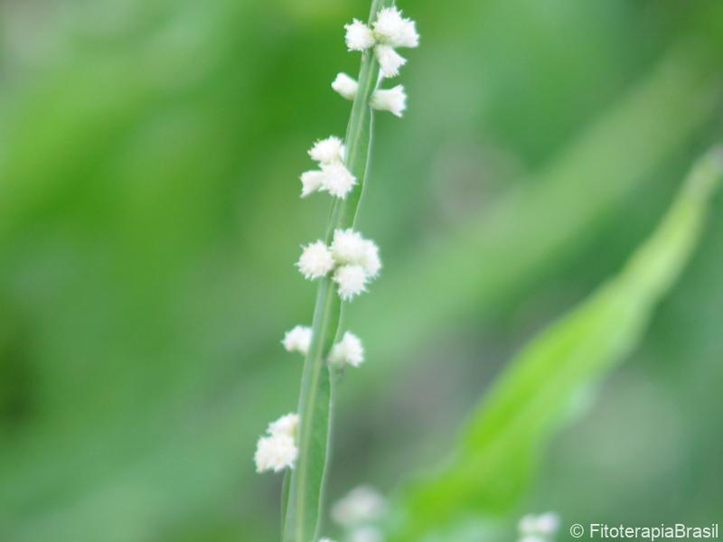 Flores