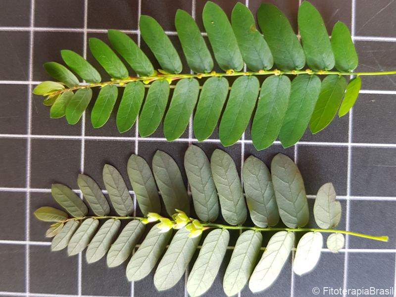 Phyllanthus niruri