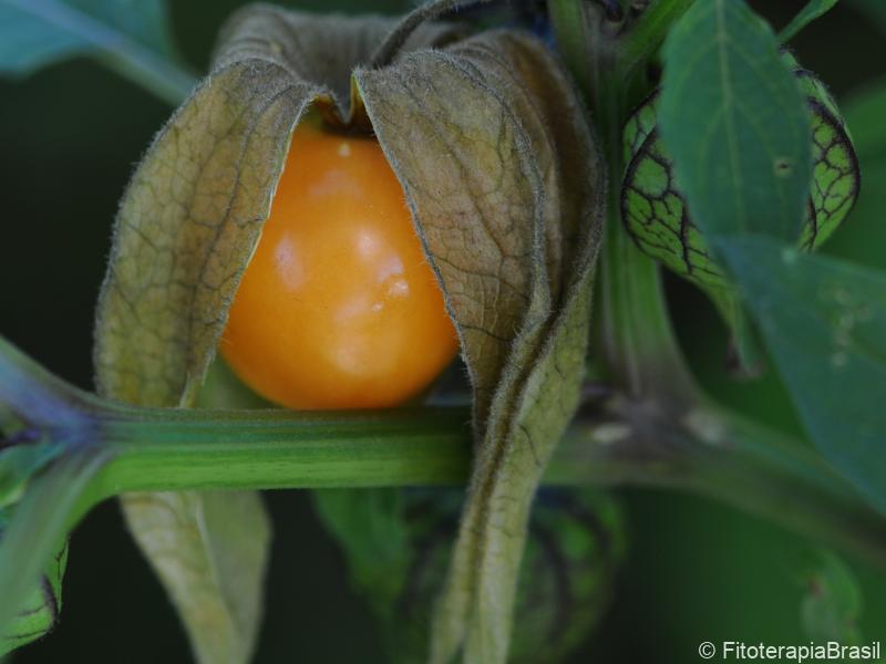 Physalis angulata