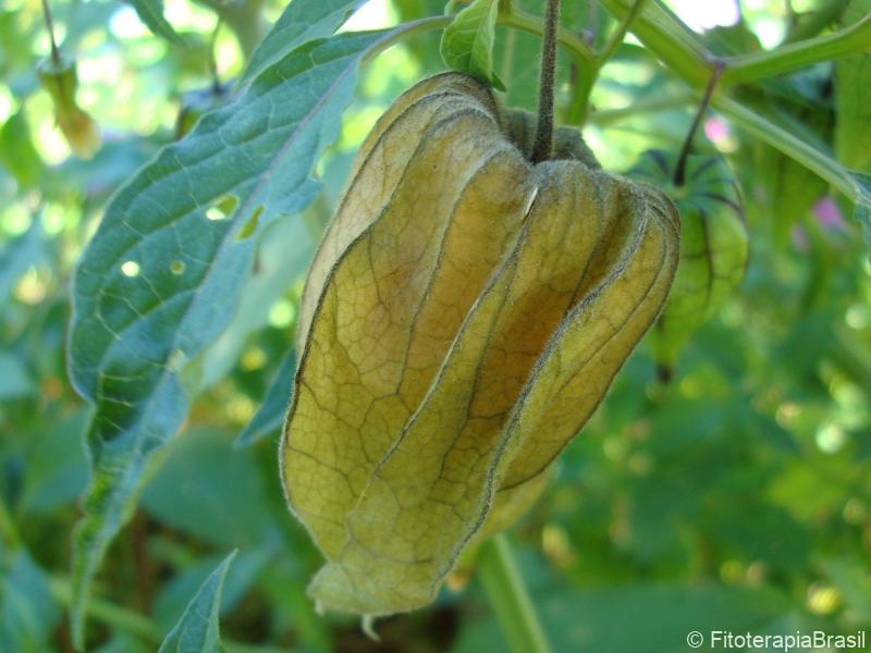 Fruto maduro