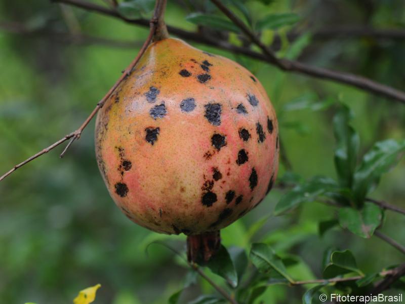 Fruto