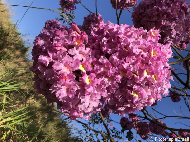 Tabebuia avellanedae