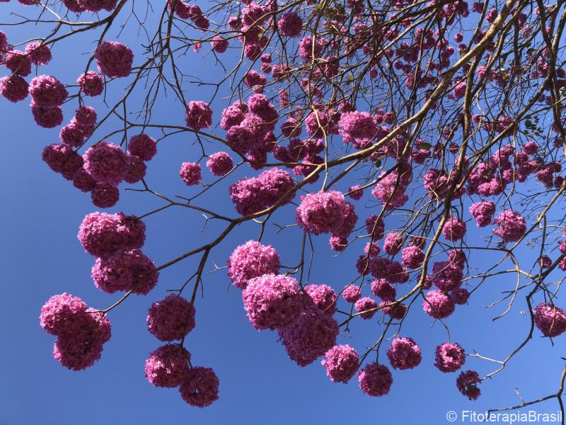 Tabebuia avellanedae