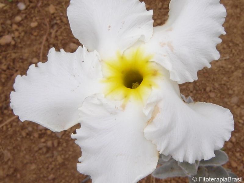 Flor